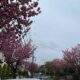 八重桜が満開です。