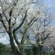 社内報4月号を発行しました。